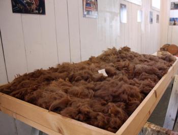 One complete alpaca shearing is seen here in the Northport stores Experience Room, providing the opportunity to see and feel the fiber before it’s been carded and processed further, like into yarn. (Photo by Holly S. Edwards)