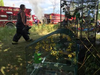The four or five large cages of birds were placed under a tree for shade. (Photo by Holly S. Edwards)