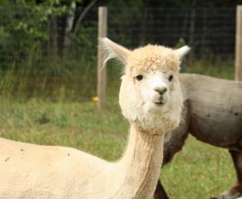 Champagne Sandee, also called Chammy. (Photo by Holly S. Edwards)