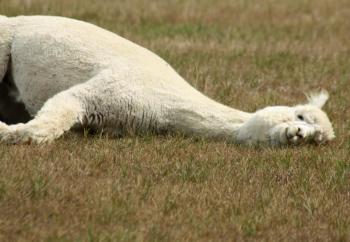 TJ goes down for a roll in the dirt and grass. (Photo by Holly S. Edwards)