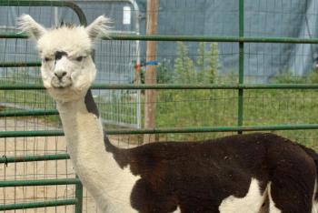 One of the farm’s herdsires, Archimedes. (Photo by Holly S. Edwards)