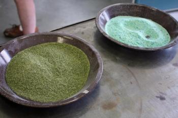 Pans of frit, olive green and celadon, selected earlier for the the day’s project, that will be used to create alternating colored stripes and lip wraps on the set of six drinking glasses being made. (Photo by Holly S. Edwards)