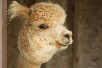 Northern Solstice’s star and most lucrative breeding alpaca is Space Cowboy. He was born in July of 2007 and in 2008 and 2009 won numerous awards. (Photo by Holly S. Edwards)