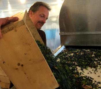 Dave Munson works the back end of the blueberry winnower at Elderflower Farm in Lincolnville on Aug. 2. (Photo by Holly S. Edwards)