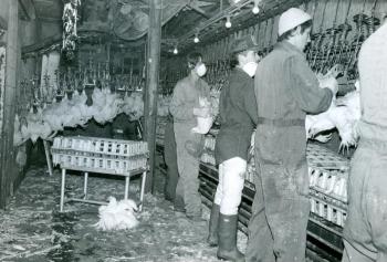 The Penobscot Poultry Company processing plant where Mitch Littlefield worked as a young man. (Photo courtesy Balfast Historical Society)