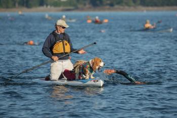 Olive the bassett hound keeps an eye on her swimmer as they make their way across Penobscot Bay.