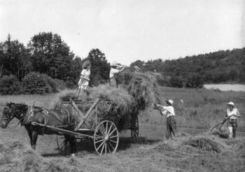Clarence Thurlow, whose family farmed on Fernalds Neck, is helped with the haying by summer girls, including Elinor Janney. Many, many years later the two would marry.
Photo courtesy of Lincolnville Historical Society haying