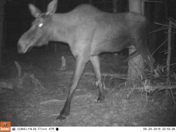 moose