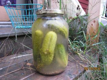 Ben’s pickles have been quietly marinating in the barn fridge this past week. They’ll be ready any day.
Photo by Diane O’Brien pickles