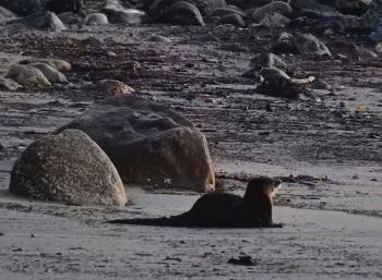 This river otter was watching the sun rise over Lincolnville Beach one morning last winter.
Photo by Judy Berk river otter