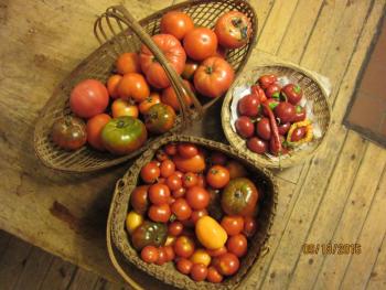 Tomatoes can easily take over the kitchen this time of year, along with a basket of Jane Bernier’s cherry peppers.
Photo by Diane O’Brien tomatoes