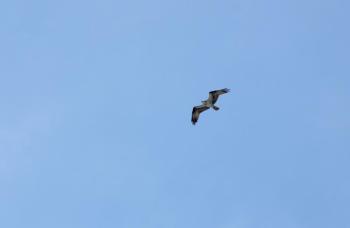 Osprey overhead. (Photo by Holly S. Edwards)