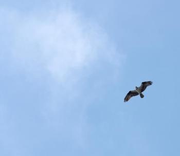 Osprey overhead. (Photo by Holly S. Edwards)