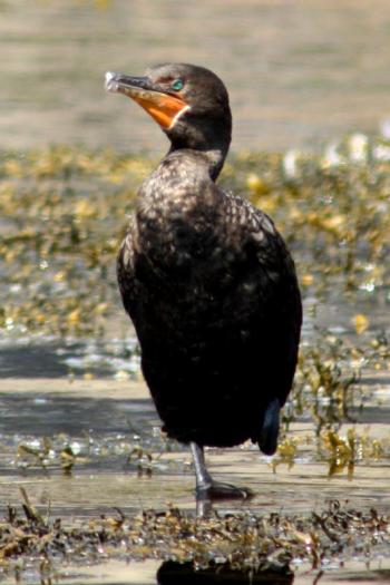At the head of Camden Harbor, a cormorant warms up in the morning sun Sunday. (Photo by Holly S. Edwards)