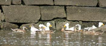 Also at the head of the harbor, a flock of ducks enjoy some food being thrown to them from the wall above. (Photo by Holly S. Edwards)