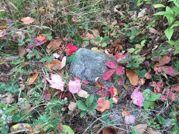 Don’t forget to look down! (Photo by Holly S. Edwards)