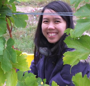 Regina Kuan, South Portland, tries her hand at grape harvesting