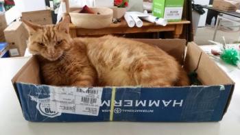 Sometimes the most comfy bed is just a good ol’ office box. (Photo by Sarah Shepherd)