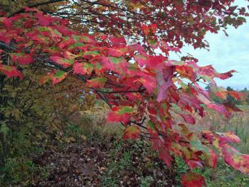 The fall colors are spectacular as you drive around the Midcoast right now, but if you take a moment to stop and get closer, you can really appreciate the nuance of the variations and changes unfolding. (Photo by Holly S. Edwards)