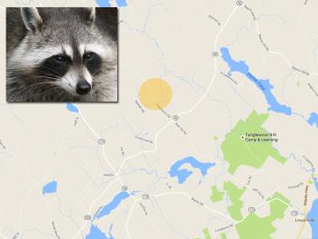A male raccoon, like this one, was killed in Lincolnville inside a fenced yard on Greenacre Road on Oct. 4. It was tested the following day and found to be positive for rabies. (Photo courtesy Wikimedia Commons/By Darkone)