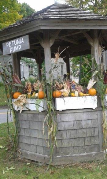 petunia pump