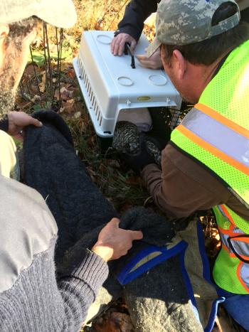 Aaron Englander, left, and Tracy Harford move the injured barred owl into a pet carrier. (Photo by Holly S. Edwards)