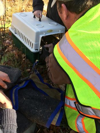 Camden Public Works employee Tracy Harford, right, ended up driving the injured barred owl to Avian Haven in Freedom, where the owl is currently being treated for a likely head injury. (Photo by Holly S. Edwards)