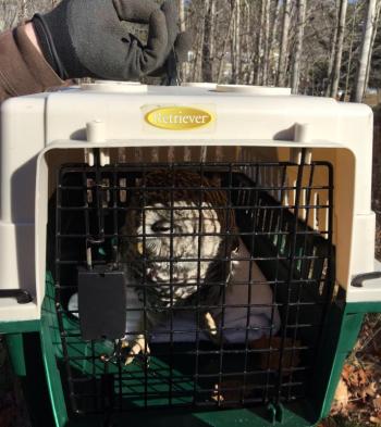 The young barred owl, no longer vulnerable on the ground on the side of the road, is now at Avian Haven in Freedom being treated for a likely head injury. (Photo by Holly S. Edwards)