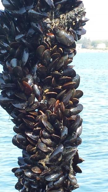 Mussels growing on rope. Courtesy of Carter Newell