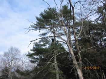 Up in the pine oak