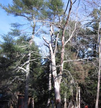 Dismantling oak