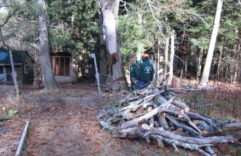 Notched oak