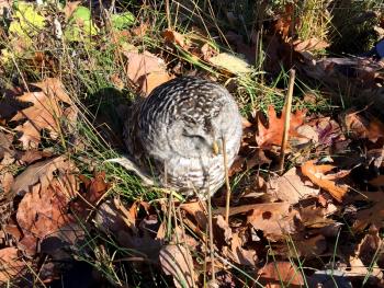 A young male barred owl sits in the leaves on the side of John Street in Camden, across from the Public Works facility, Thursday at noon. (Photo by Holly S. Edwards)