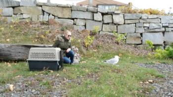 Betty McBrien watches as the healed herring gull, named George by Lyman-Morse employees, is released from his cage and eventually takes flight across the harbor. (Photo courtesy Selkie O’Mira of Avian Haven)