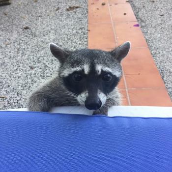 One of the creatures who has adopted Caroline Canning, Momma. Courtesy of Caroline Canning