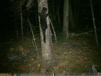 fisher