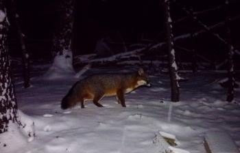 gray fox
