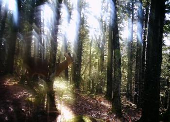 doe 