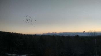 crow chasing waxwings