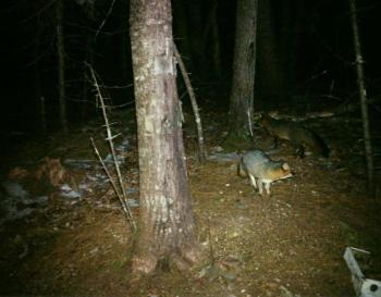 gray foxes