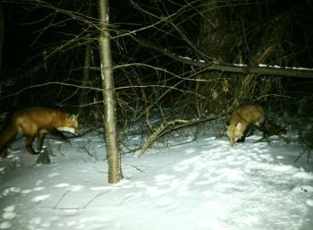 red foxes