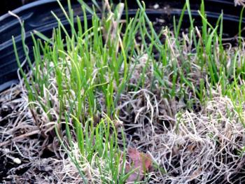 chives