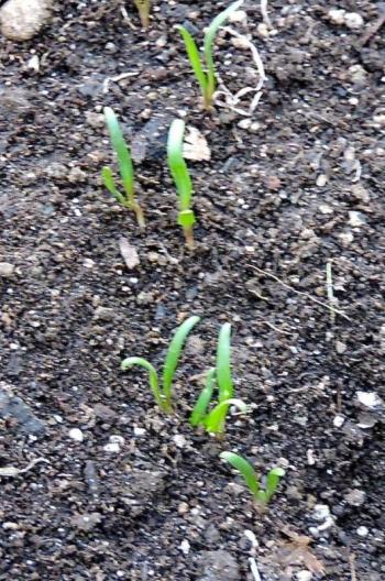 spinach