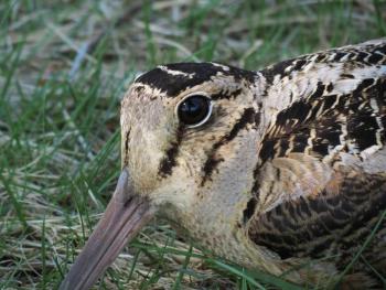The woodcock's large eyes set high on their head give them one of the largest visual fields of any bird. (Photo courtesy Brian Willson)