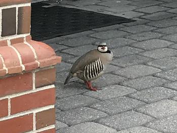 Chukar at 87 Elm St. (Photo by Holly S. Edwards)