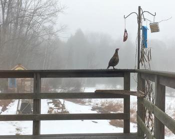 Chukar overwintering at Wiley Road. (Courtesy Tina Lee)