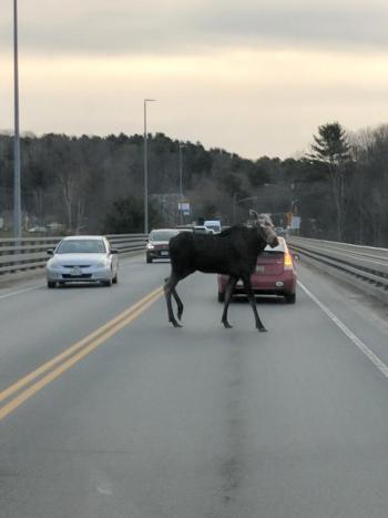 Moose on the bridge spanning the Passagassawakeag River in Belfast Wednesday around 7:20 a.m. (Courtesy Kyle Bradford)