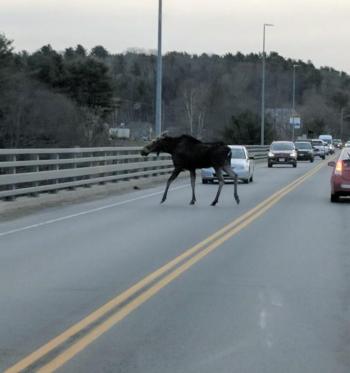 Moose on the bridge spanning the Passagassawakeag River in Belfast Wednesday around 7:20 a.m. (Courtesy Kyle Bradford)