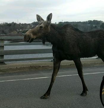 Moose on the bridge spanning the Passagassawakeag River in Belfast Wednesday around 7:20 a.m. (Courtesy Kyle Bradford)
