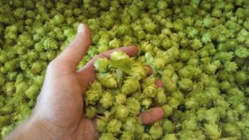 Hops come from the flowers growing on tall vines. Jim Sady and Taylor Mudge will talk about organic hop-growing on their Lincolnville farm.
hops